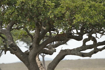 Fototapeta premium Leopard Camouflaged in Acacia Tree – Serengeti National Park, Tanzania