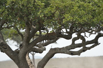 Leopard Camouflaged in Acacia Tree – Serengeti National Park, Tanzania