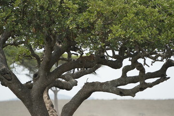 Fototapeta premium Leopard Camouflaged in Acacia Tree – Serengeti National Park, Tanzania
