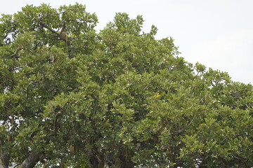 top of the tree in the serengeti national park wallpaper background
