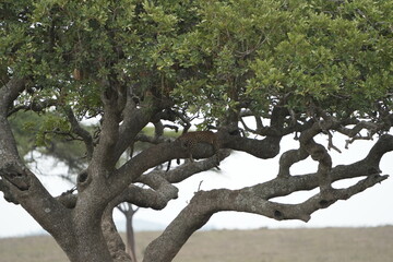 Obraz premium Leopard Camouflaged in Acacia Tree – Serengeti National Park, Tanzania