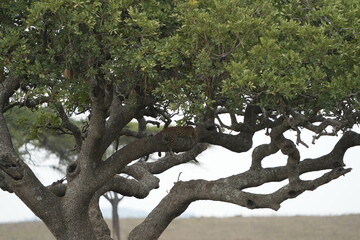 Fototapeta premium Leopard Camouflaged in Acacia Tree – Serengeti National Park, Tanzania