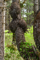 Burls, growths and epiphytes on conifer trunks in a damp forest in Olympic National Park, USA