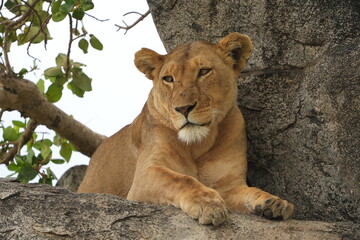 portrait of a female lion lioness laying on a stone in the serengeti national park tanzania