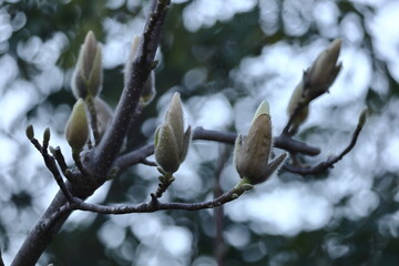 しっとりと美しい花姿