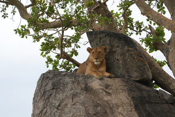 portrait of a female lion lioness laying on a stone in the serengeti national park tanzania