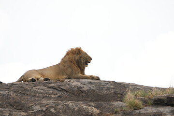 male lion laying on top of a rock in the middle of the serengeti national park with his mane...