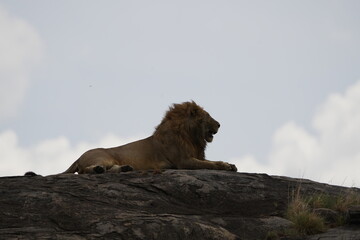 male lion laying on top of a rock in the middle of the serengeti national park with his mane...