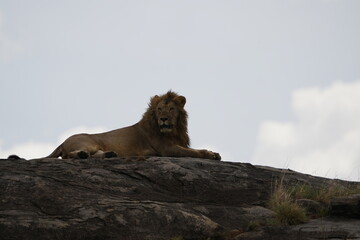 male lion laying on top of a rock in the middle of the serengeti national park with his mane...
