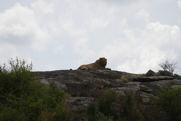 male lion laying on top of a rock in the middle of the serengeti national park with his mane...
