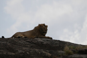 male lion laying on top of a rock in the middle of the serengeti national park with his mane...