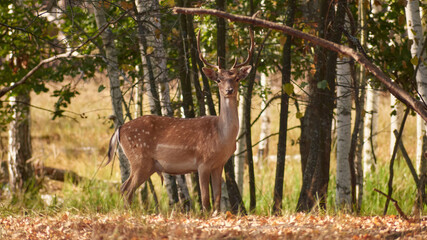 male fallow deer standing in forest in autumn