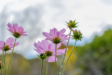 秋のコスモスが揺れる風景