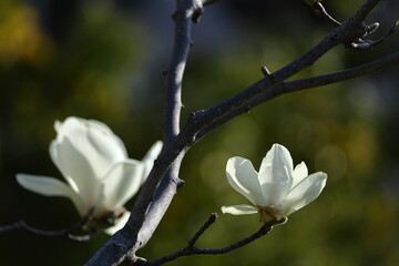 しっとりと美しい花姿