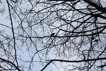 nature tree branch in winter