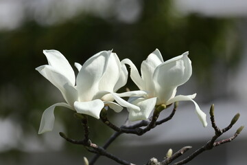 しっとりと美しい花姿