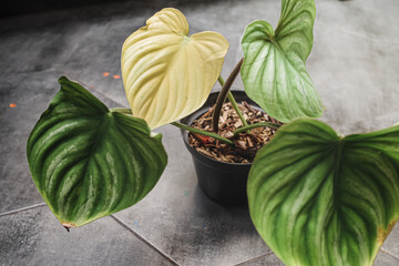Exotic tropical philodendron plant with large green leaves on the pot with one leaf turning yellow as it slowly withered © AmpYang Images
