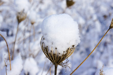 Fresh snow on a dry field plant Against Blurred Winter Landscape