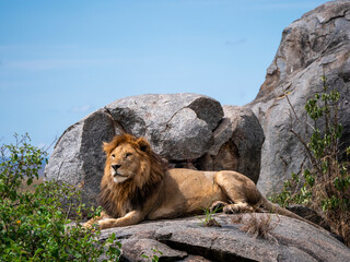 Magnificent lion (Panthera leo) in a rocky landscape.