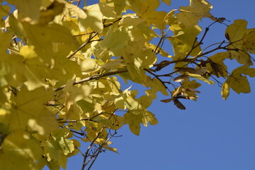 Gelbe Ahornblätter im Herbst