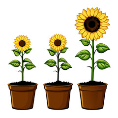 Obraz premium Three pots of sunflower plants vector illustration (5)
