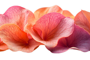 Vibrant Arrangement of Three Pink and Orange Flowers on a Deep Black Background Highlighting Nature's Beauty and Colorful Floral Aesthetics in Harmony on transaparent background