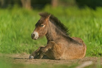 Fototapeta premium A foal exmoor pony rests in the grass. (Equus ferus caballus), Amazing endangered wild horse with brown hair resting on the meadow