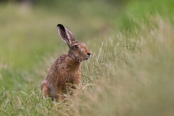 A cute european hare sits on a dirt road. Lepus europaeus. Closeup portrait of a european hare.