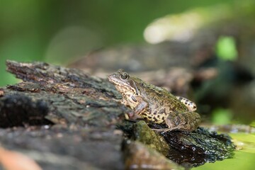 A european common brown frog (Rana temporaria) sits by the water. Wildlife scene with brown frog.