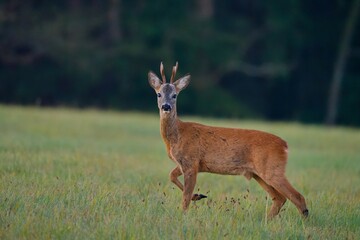 A beautiful roebuck walks on the meadow. Capreolus capreolus. Wildlife scene with a roe deer. 