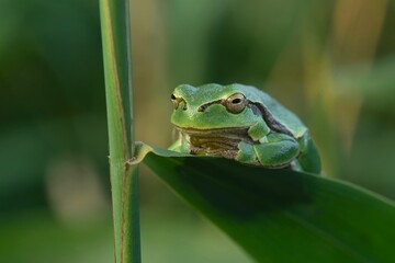 A cute european tree frog (Hyla arborea) sits on a reed leaf. Portrait of small green frog.