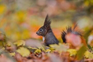 A cute european squirrel sits in autumn leaves. Sciurus vulgaris