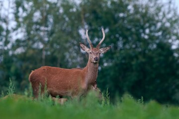 A young european red deer stands in the  tall grass. Cervus elaphus.  Wildlife scene with a stag. 