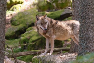 Fototapeta premium A beautiful grey wolf in the forest. Canis lupus. Wildlige scene with a eurasian wolf.