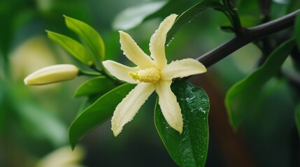 Vanilla flower with pods and green leaves, highlighting its natural beauty.
