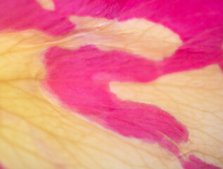 Abstract Pink Cream and White Rose Flower Vibrant Petal Background