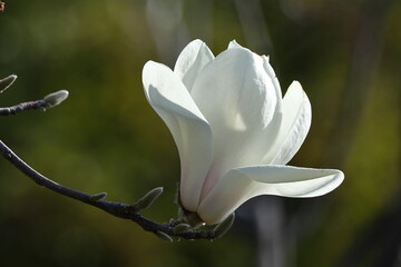 しっとりと美しい花姿