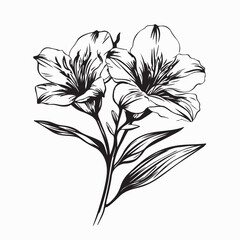 Alstroemeria Vector Image. Illustration of a Alstroemeria Image isolated on white background.