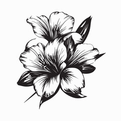 Black and white Alstroemeria Vector Image. Illustration of a Alstroemeria Image isolated on white background.