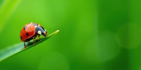Obraz premium A ladybug gracefully walks along a vibrant green blade of grass