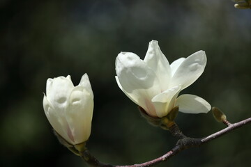 しっとりと美しい花姿