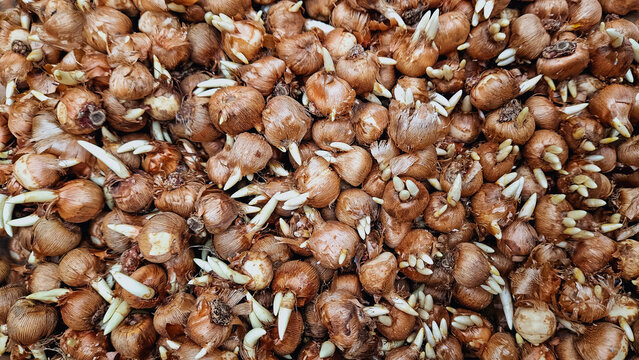 cebulki krokus&oacute;w do jesiennego sadzenia, cebulki kwiat&oacute;w