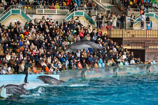 イルカのショー」の写真素材 | 1,362件の無料イラスト画像 | Adobe Stock