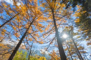 Kamikochi has a beautiful atmosphere, with mountains,wildlife and streams, and good weather, especially during the autumn foliage season, part of the Japan Alps, Nagano