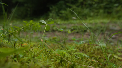 grass in the morning