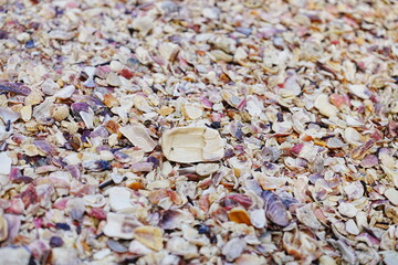 Praia das Conchas or Shell Beach in Ubatuba, Sao Paulo, Brazil - ブラジル サンパウロ...
