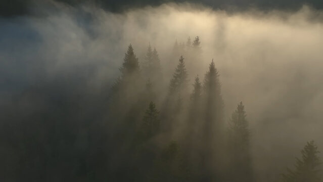 mist in the fog