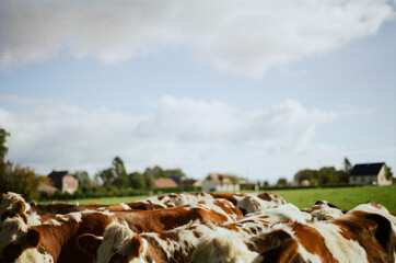 Vaches à la campagne