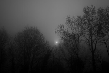 Luci e ombre di alberi e rami in bianco e nero