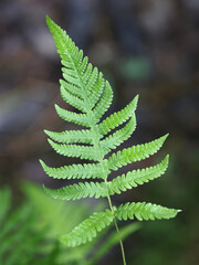 Phegopteris connectilis, commonly known as long beech fern, northern beech fern or narrow beech fern, wild plant from Finland